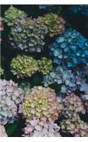 Hydrangeas: Flower: Journal/Notebook/Diary