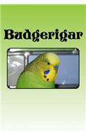 Budgerigar