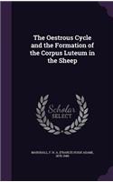 Oestrous Cycle and the Formation of the Corpus Luteum in the Sheep
