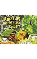 Amazing Insects and Spiders