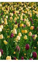 Mind Blowing Yellow Purple Tulips Journal: 150 page lined journal