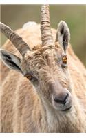 European Rock Goat with Orange Eyes Close-Up Portrait Journal