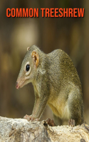 Common Treeshrew