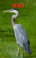 Heron: Fun Facts & Cool Pictures