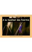 A Hauteur Des Fourmis 2017