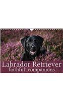 Labrador Retriever - Faithful Companions 2018