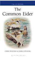 The Common Eider