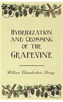 Hybridization and Crossing of the Grapevine