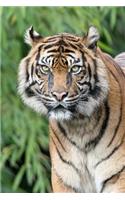 Tiger Notebook