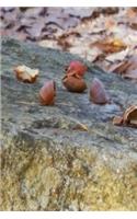 Broken Acorns Rock Journal: (Notebook, Diary, Blank Book)