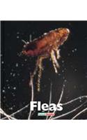 Fleas