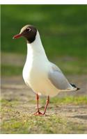 Larus Atricilla: Laughing Gull Journal - He Doesn't Look Amused to Me: 150 page lined notebook/diary