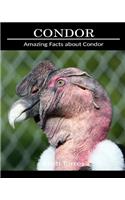 Amazing Facts about Condor