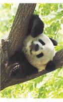 Panda Tree Blank Book Lined Journal (4x6)