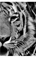 Tiger Notebook