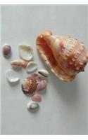 Sea Shells Notebook
