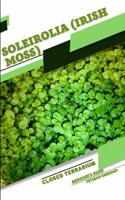 Soleirolia (Irish Moss)