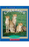 Cheetahs