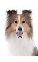 Shetland Sheepdog Notebook