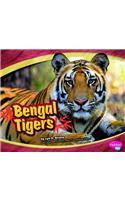 Bengal Tigers