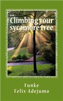 Climbing your sycamore tree