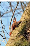 Red Squirrel Clinging to a Tree Journal: 150 Page Lined Notebook/Diary