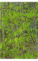 Spring Leaves Forest Journal: (Notebook, Diary, Blank Book)