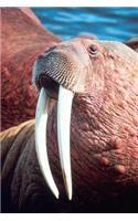 Check Out the Walrus Journal