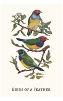 Birds of a Feather