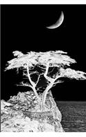 White Tree Journal