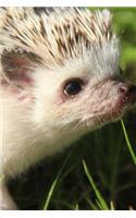 Curious African Dwarf Hedgehog Portrait Animal Journal