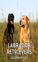 Labrador Retrievers