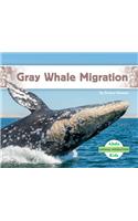 Gray Whale Migration