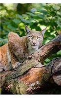 Bobcat in a Tree Journal: 150 Page Lined Notebook/Diary