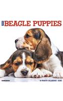 Just Beagle Puppies 2020 Wall Calendar (Dog Breed Calendar)