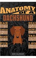 Anatomy Of A Dachshund