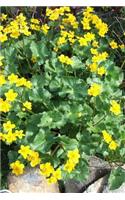 Caltha Palustris Marsh Marigold in England Journal: Take Notes, Write Down Memories in this 150 Page Lined Journal