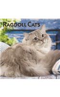 Ragdoll Cats 2021 Square