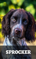 Sprocker: Complete breed guide