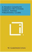 A Nearly Complete Carapace of a Fossil Turtle, Amyda Virginiana, Clark