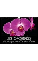 Orchidees - La Musique Visuelle Des Fleurs 2017