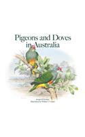 Pigeons and Doves in Australia