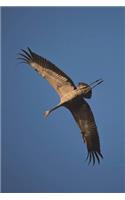 Common Crane in Flight Journal