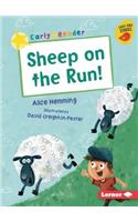 Sheep on the Run!