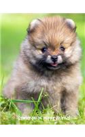 Pomeranian Puppy Journal: 7.44 x 9.69 inch dog notebook, story paper for kids, composition book for kids, 200 pages
