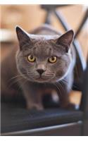 Notebook - Interested Cat