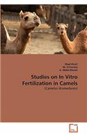 Studies on In Vitro Fertilization in Camels