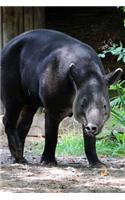 Baird's Tapir Journal