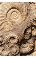 Fossils in the Rocks Journal