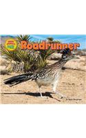 Roadrunner